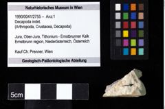 Foto (Objekt + Etiketten) von Decapoda indet. 